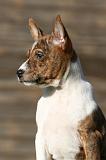 BASENJI 223